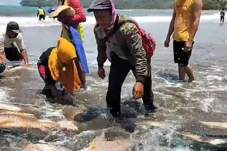 Viral Nelayan Pangandaran Panen Ikan Kakap Merah Jaring Rusak Ikan