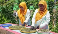 Dengan BRInita, Poktan Bensor Semarang Berhasil Sulap Teh Herbal Jadi Produk Unggulan 