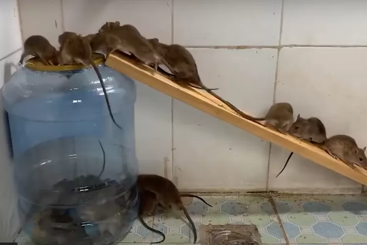 5 Cara Alami Dan Mudah Mengusir Tikus Di Rumah, Tanpa Racun Tikus ...