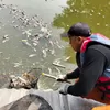 DLH Kota Bekasi Evakuasi Bangkai Ikan Sapu-Sapu di Kali Bekasi, KP2C Beri Apresiasi.