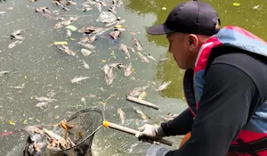 DLH Kota Bekasi Evakuasi Bangkai Ikan Sapu-Sapu di Kali Bekasi, KP2C Beri Apresiasi.
