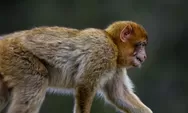 Ramalan Shio Monyet Hari Ini, Kamis 3 Agustus 2023: Temukan Kembali Keyakinan dalam Cinta