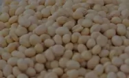 Produksi Kedelai Lokal Minim, Bapanas Komitmen Jaga HAP untuk Industri Tahu-Tempe