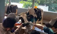 Duh, Dua Ribu Ekor Sapi di Jawa Tengah Terpapar Penyakit Mulut dan Kuku