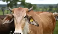 Jelang Idul Adha 2025, kenali syarat Sapi Kurban yang sesuai aturan Islam