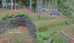 Bunga Amarilis  Tanaman Hama, Justru Dikembangbiakan di Gunungkidul Yogyakarta, Ternyata Bisa Jadi Taman Cantik 