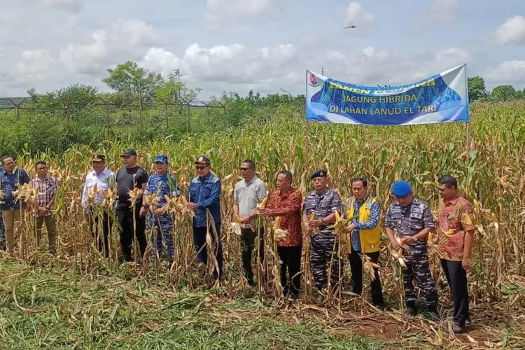 Panen Perdana Jagung Di Lahan Tni Au Wakil Gubernur Ntt Ini Jadi