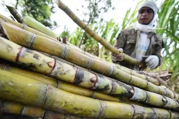 Produksi Gula Kristal Capai 90 Ribu Ton