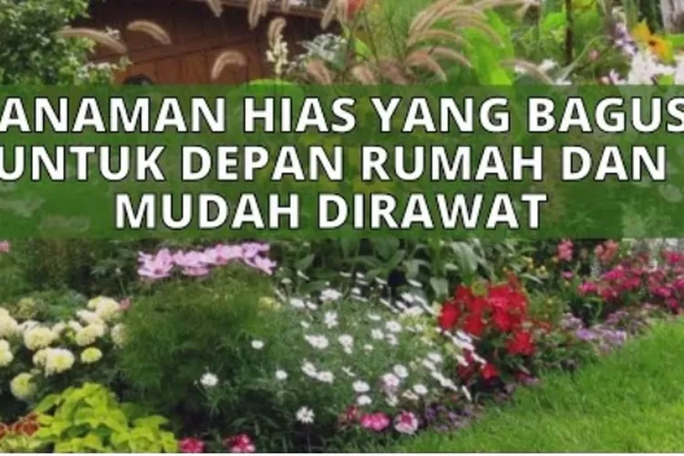 15 Tanaman Hias Outdoor Yang Mudah Dirawat Untuk Mempercantik Rumah ...