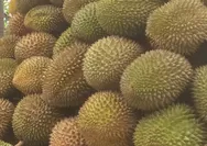 Lebaran, Petani Durian di Banyuwangi Panen, Harga Turun