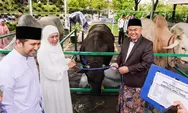 Di Masjid Nasional Al Akbar, Presiden Serahkan Sapi Kurban Jenis Ongole Seberat 1,1 ton