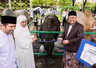 Di Masjid Nasional Al Akbar, Presiden Serahkan Sapi Kurban Jenis Ongole Seberat 1,1 ton