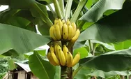 Pisang Kepok, Buah Tradisional yang Ampuh Redakan Stres