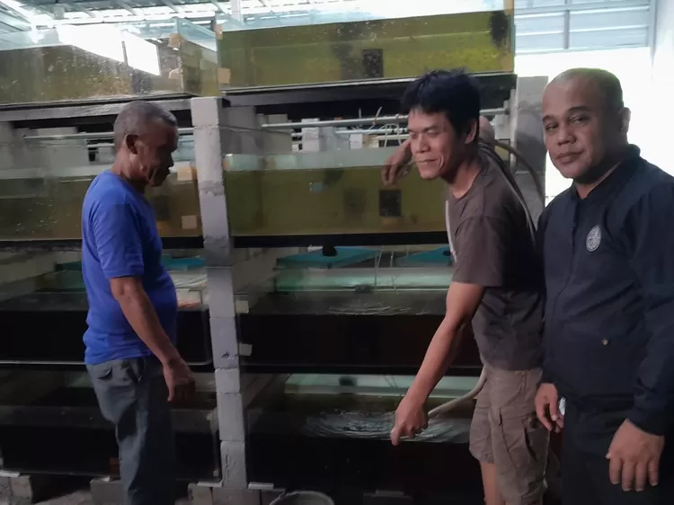 BEKERJA : Petugas Investasi Investasi Budidaya Ikan Hias Kas RT3/6 Curug, Kecamatan Bojongsari, Kota Depok, bekerja membersihkan akuarium, Rabu (12/6)