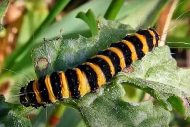 Ulat bulu (Foto/YouTube - @AYOHIDUPSEHAT.)