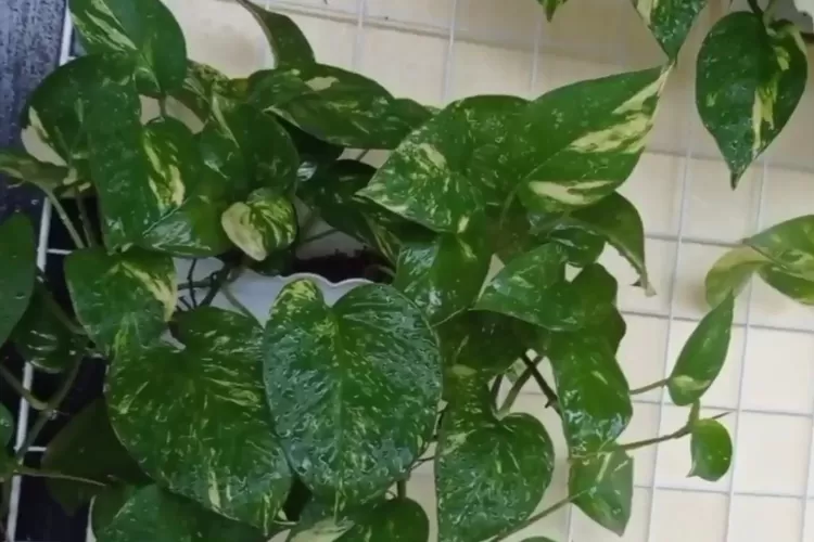 Tanaman sirih gading dikenal sebagai tanaman hias indoor yang mudah dirawat dan mampu mempercantik sudut ruangan dengan daunnya yang hijau menyegarkan. Cocok untuk pemula yang ingin menghadirkan nuansa alami di rumah. (Foto/YouTube - @sofiazaidchannel979.)