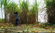 Petani Tebu Keluhkan Impor Gula dan Etanol Tak Terkendali, Stok 100 Ribu Ton Mandek