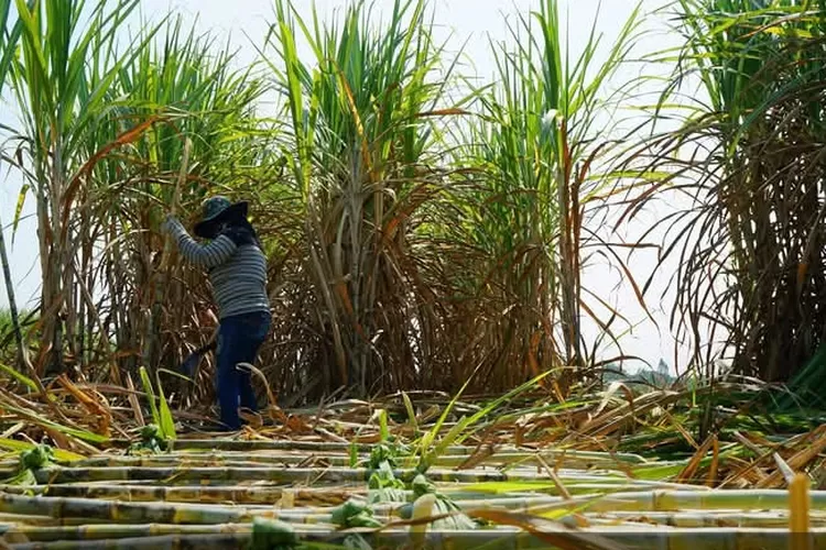 Petani tebu keluhkan kebijakan impor gula dan etanol  (Dok. Facebook/ The Disitillery Phuket)