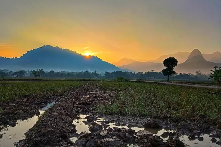 Pemandangan sunrise di area persawahan. Ilustrasi 5 spot menarik lihat sunrise di Jawa Barat. (Gmaps/Bajingkuning Yellow)