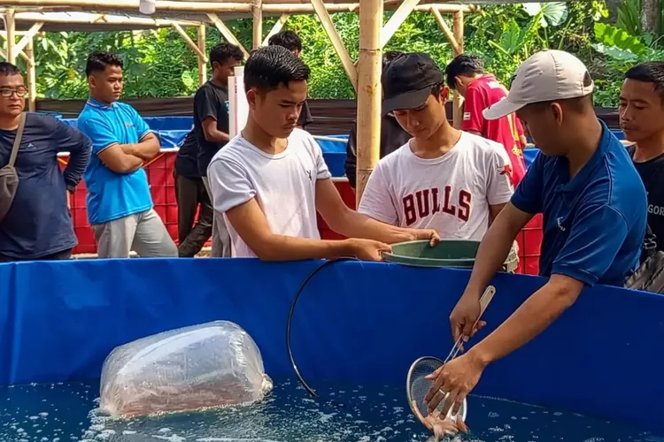 Mahasiswa STAI Madinatul Ilmi Kota Depok tengah mengembangkan budidaya ikan nila menggunakan metode bioflok di area kampusnya. (ISTIMEWA)