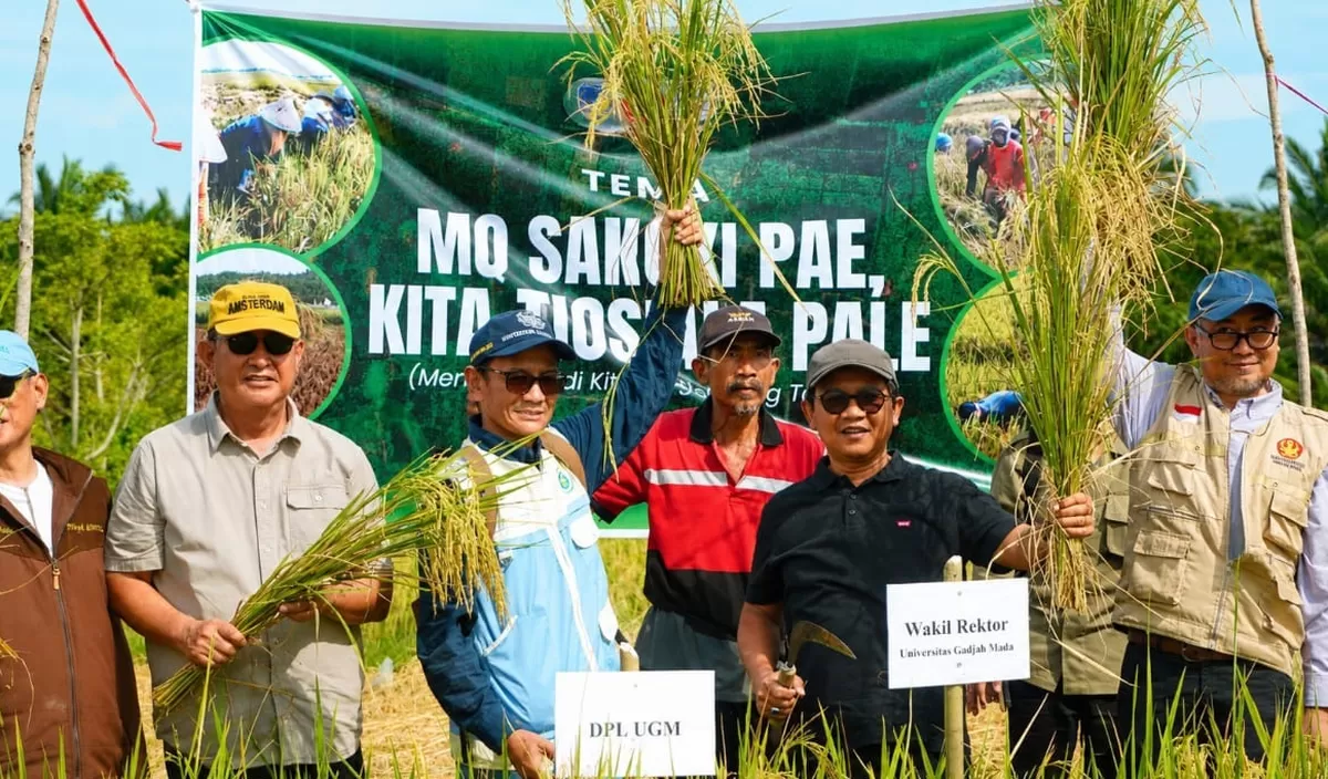 Panen padi masy. Limboro setelah penantian 14 tahun Dok. Humas UGM