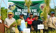 Bantuan Mahasiswa KKN UGM,  Buat Desa Limboro Kembali Bisa Panen Padi Setelah 14 tahun 