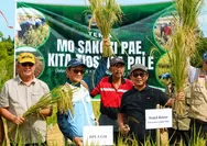 Bantuan Mahasiswa KKN UGM,  Buat Desa Limboro Kembali Bisa Panen Padi Setelah 14 tahun 