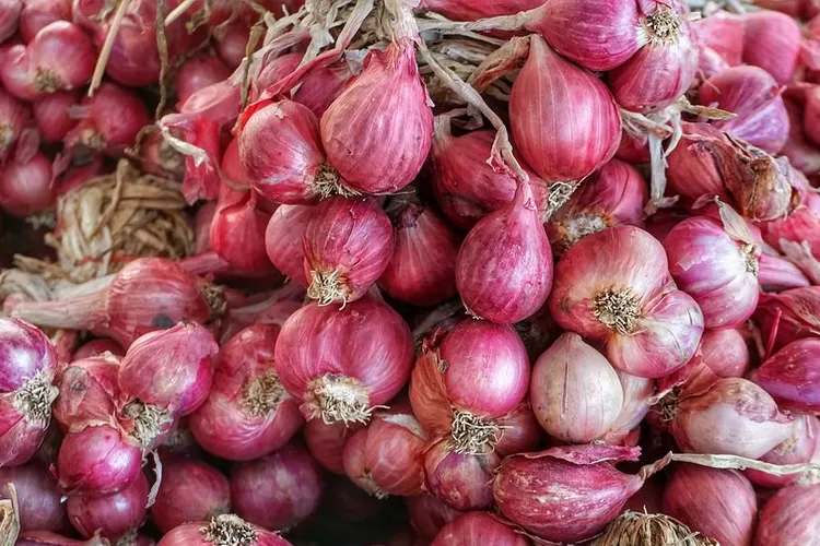 4 Tanaman Sayur yang Paling Sedikit Diproduksi di Kota Bogor, Ada Bawang Merah dan Kangkung