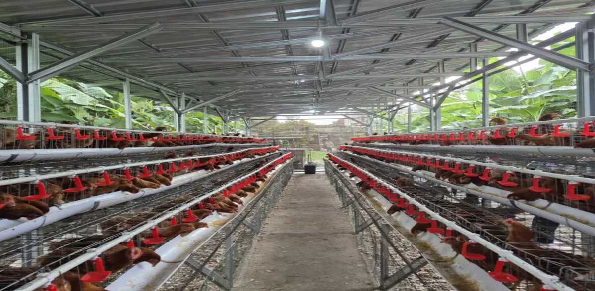 ILUSTRASI PETERNAKAN AYAM RAS PETELUR - Kementerian Pertanian (Kementan) memperketat sistem pengawasan distribusi Day Old Chick Final Stock (DOC FS) ayam ras petelur. (Dok. Kementerian Pertanian)