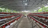 Lindungi Peternak Rakyat, Kementan Wajibkan 98 Persen DOC Ayam Petelur Dijual ke Eksternal! Mentan Amran Ancam Cabut Izin Usaha Perunggasan Nakal