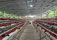 Lindungi Peternak Rakyat, Kementan Wajibkan 98 Persen DOC Ayam Petelur Dijual ke Eksternal! Mentan Amran Ancam Cabut Izin Usaha Perunggasan Nakal