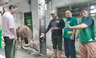 Momen Idul Adha 1446 H, PERSIS Jakarta Pusat Sebar Hewan Kurban Keliling di Masjid Darussalam Karang Anyar Jakarta