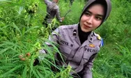 Waduh! Tim Bareskrim Polri temukan Ladang Ganja di Aceh seluas 25 Hektare, 2 tersangka kini dalam penyelidikan