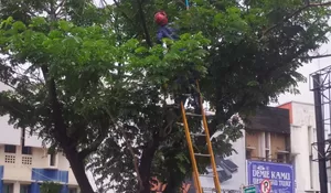 Waduh! Ular Sanca Dua Meter Gelantungan di Pohon Jalan Margonda, Begini Reaksi Warga hingga Damkar Depok