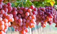 Kembalikan Cairan dan Gula Dalam Tubuh Saat Berbuka Puasa dengan Makan Buah Anggur