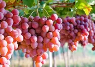 Kembalikan Cairan dan Gula Dalam Tubuh Saat Berbuka Puasa dengan Makan Buah Anggur