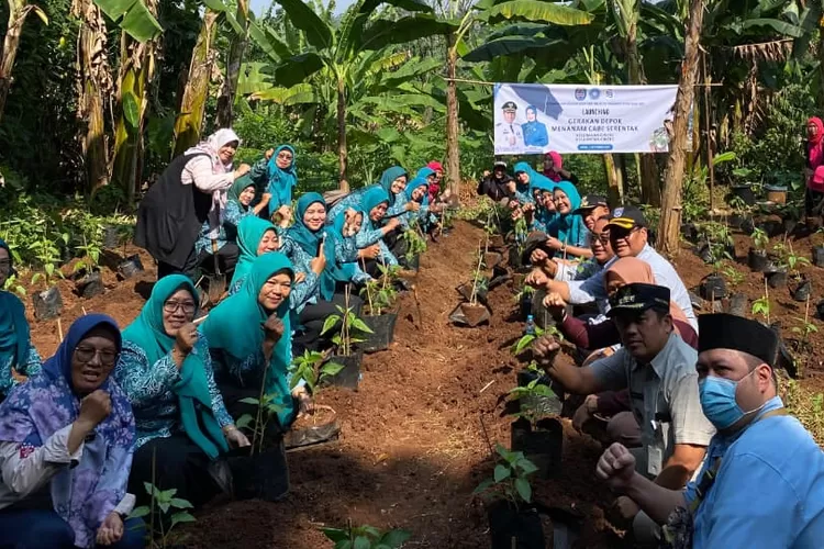 Sebanyak 250 bibit cabai ditanam di RW12 Kelurahan Cinere, sebagai simbolis penanaman se-Kecamatan Cinere, Depok, secara serentak, Selasa (2/9). (RADAR DEPOK)