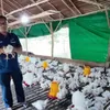 Berkat Program PUMK PT Timah, Iyan Wahyudi Sukses Jadi Petani Sayur dan Pemasok Ayam Potong