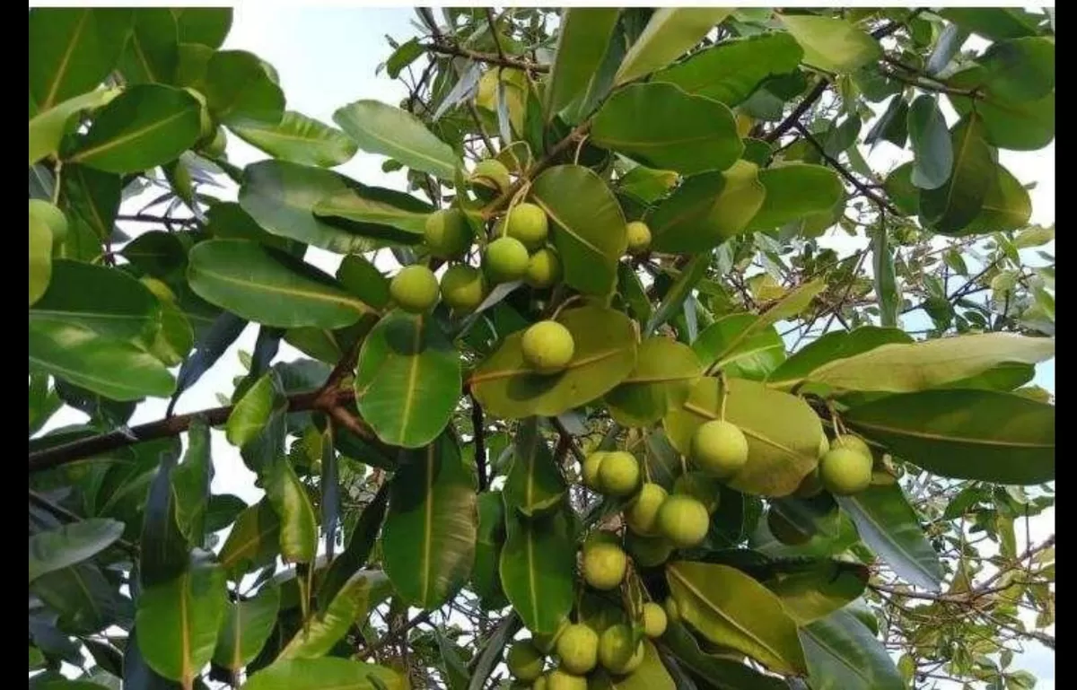 nyamplung (Calophyllum inophyllum)dok. ist