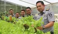 Implementasi Nyata Program Ketahanan Pangan, Lapas Cibinong Panen Sayur Selada Hidroponik