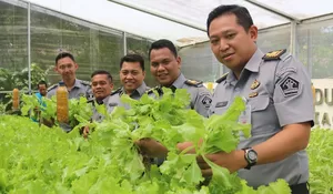 Implementasi Nyata Program Ketahanan Pangan, Lapas Cibinong Panen Sayur Selada Hidroponik