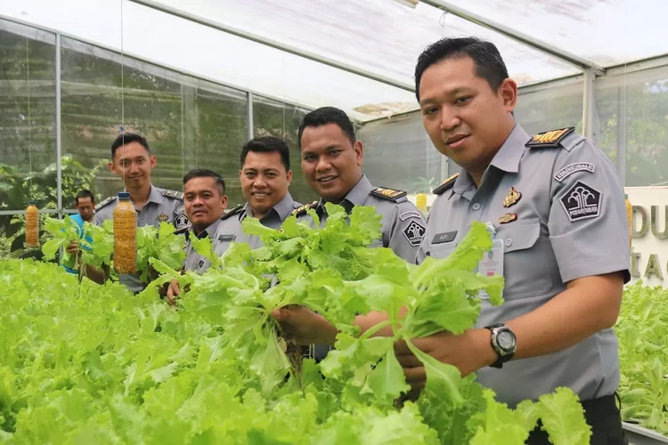 Lapas Cibinong kembali menggelar panen selada hidroponik, di Sarana Asimilasi dan Edukasi Lapas Cibinong, Kamis (24/2). 