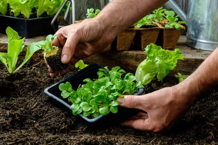 Pemula Wajib Tahu Ini Tips Menanam Sayur Di Kebun Flores Editorial