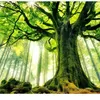 Wow! Keajaiban Pohon Surga: Manfaatnya bagi Kesehatan yang Luar Biasa   