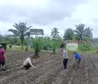 Polsek Kunto Darussalam Tanam Jagung Pipil, Dukung Program Swasembada Pangan Nasional