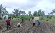 Polsek Kunto Darussalam Tanam Jagung Pipil, Dukung Program Swasembada Pangan Nasional