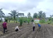 Polsek Kunto Darussalam Tanam Jagung Pipil, Dukung Program Swasembada Pangan Nasional