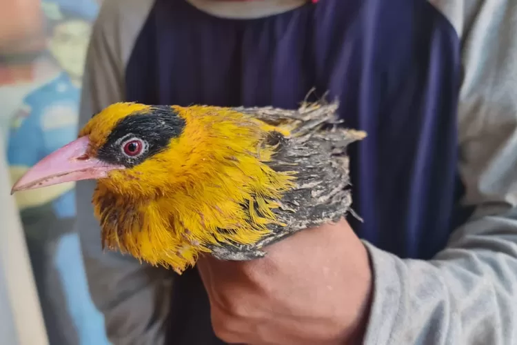 Petugas mengamankan barang bukti burung ilegal (ksdae.menlhk.go.id)