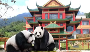 Enggak Perlu Jauh jauh ke Tiongkok, di Taman Safari Bogor juga ada Panda Raksasa dan Tempatnya mirip di Shanghai, loh!