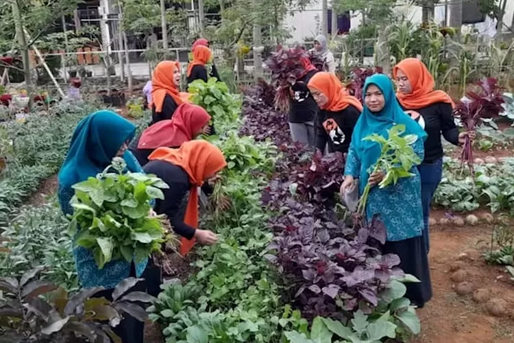 Masa panen dengan beragam tumbuhan yang ada di lokus P2WKSS RW4 Duren Seribu, Kecamatan Bojongsari, Kota Depok. (ALDY RAMA/RADAR DEPOK)